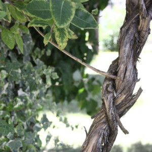 giardino-2