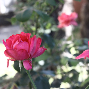 giardino-3